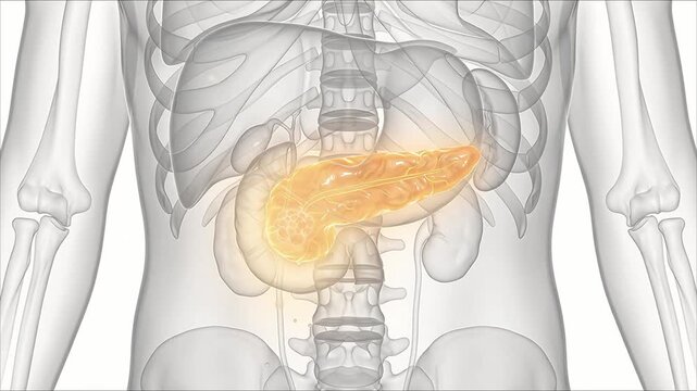 3D Medical Animation Human Pancreas Anatomy Highlighted Orange Glow with Tumor Inside Transparent Body White Background Endocrine Digestive Healthcare Concept