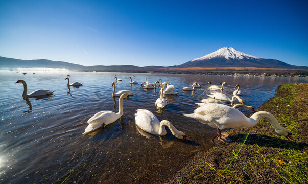 White Swan with Mount Fuji at Yamanaka lake, Yamanashi, Japan