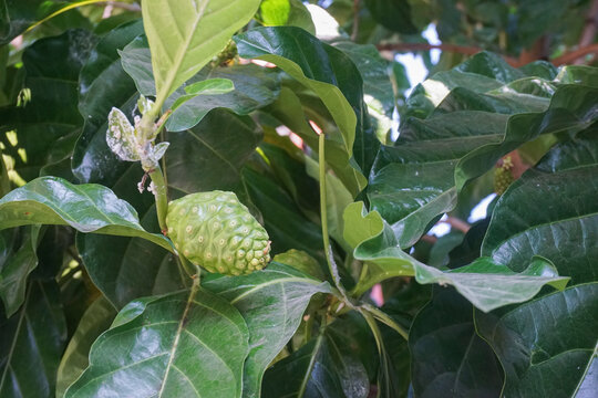 Close-up of a fresh green raw noni fruit hanging on a branch surrounded by lush green leaves, widely known for its traditional medicinal and herbal health benefits.