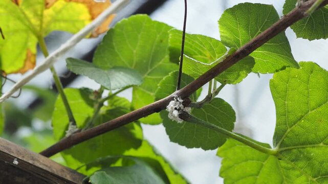 Symbiotic relationship between red ants and mealybugs on a tree branch, macro video.