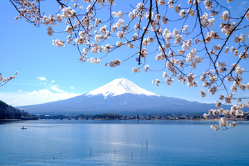 Fototapeta premium Sakura Fuji mountain lake blossom snow branch sky water spring landscape