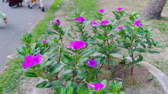 Beautiful Pink Catharanthus Roseus Flowers Swaying in the Wind in a Park Tub