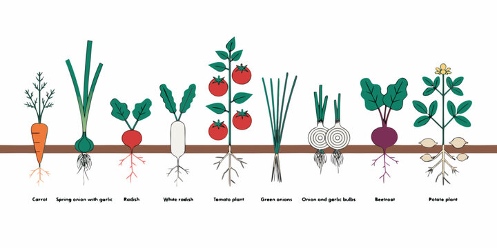 Flat vector illustration of a vegetable garden cross-section, showing nine labeled plants growing above and below a soil line: carrot, spring onion with garlic, radish, white radish, tomato plant.