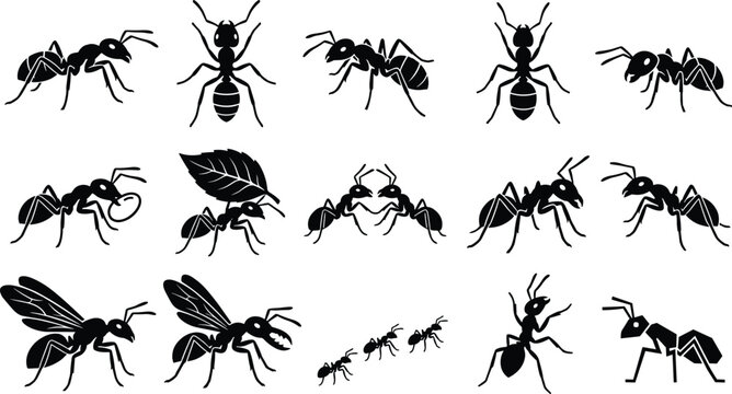 Black Ant Silhouette Vector Icon Set Featuring Worker Ants, Flying Ants, and Colony Behavior Graphics for Pest Control, Biology, and Nature Designs