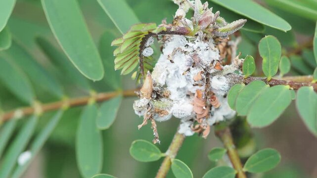 Mealybugs pest infestation on a plant stem with protective ants.