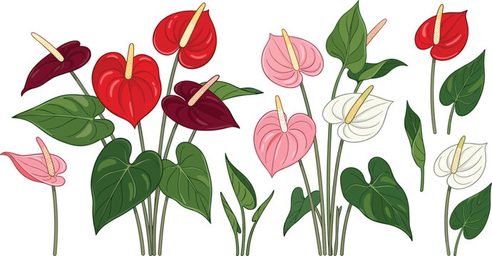 Anthurium Flower Vector Set with Red, Burgundy, Pink, and White Tropical Blooms, Spadix, and Leaves for Botanical, Exotic, and Floral Designs