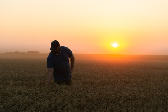 Farmer inspecting wheat field at sunrise in summer
