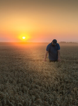 Farmer checking wheat crop in a foggy field at sunrise