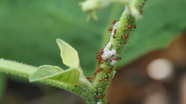 Macro shot of ants tending and farming mealybugs on a green plant stem.