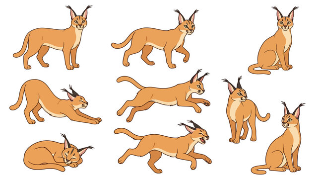 An illustration of various blue duiker poses are presented in a character sheet for reference.