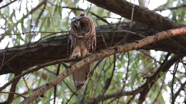 Close-up video of a juvenile long-eared owl (Asio otus) perched on a willow branch and doing head-bobbing toward the camera lens on a summer evening.