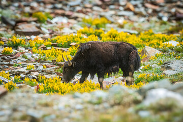 Himalayan Yak Grazing in Alpine Meadows   High-Altitude Wildlife of the Himalayas. © Manoj