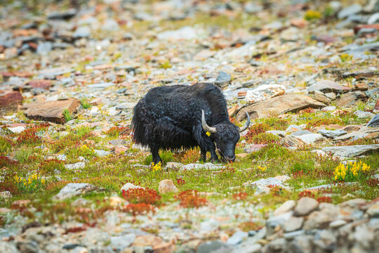 Himalayan Yak Grazing in Alpine Meadows | High-Altitude Wildlife of the Himalayas.