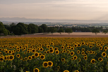 Obraz premium Champ de tournesols avec vue sur les montagnes