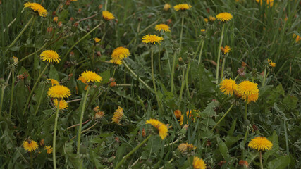 Fototapeta premium Horizontal panoramic shot of a field covered with vibrant yellow dandelions in the countryside. JPG