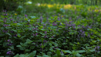 Horizontal close-up shot of small purple wildflowers blooming densely in a lush green forest glade. JPG © BorysiukN