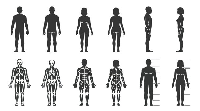 Minimal flat vector icon set featuring 12 human anatomy characters: male front body, male back body, female front body, female back body, male side profile, female side profile, male skeleton