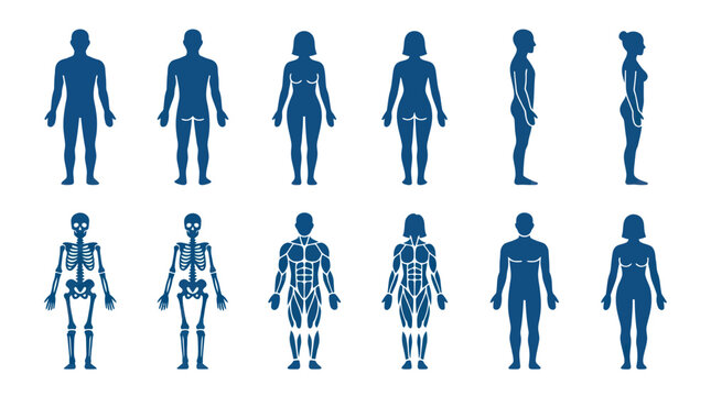 Minimal flat vector icon set featuring 12 human anatomy characters: male front body, male back body, female front body, female back body, male side profile, female side profile, male skeleton