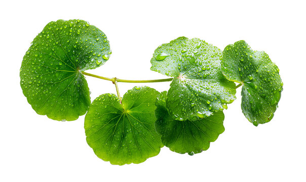 Fresh green gotu kola leaves with water drops isolated on transparent background.