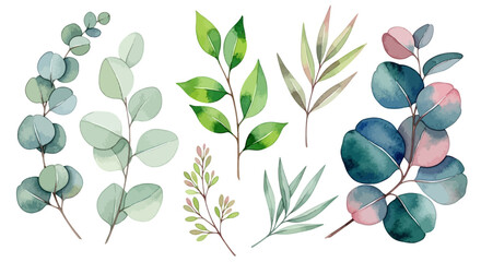 Eucalyptus leaves, watercolor foliage, green and pink botanical illustrations, vector leaf collection © imran