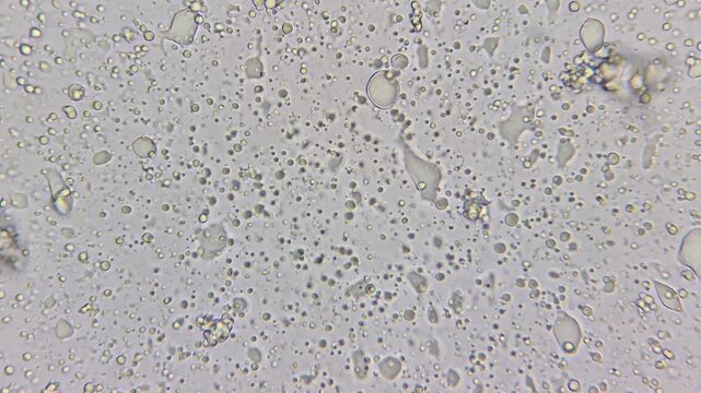Whipped cream under microscope, macro food science textures and bubbles close up