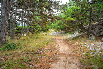 hiking trail running through pine forest on mountain slope, representing eco tourism, adventure and peaceful nature travel. Ideal for concepts of freedom, mindfulness and active lifestyle © TatiG