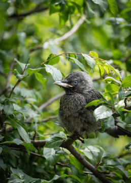 Western jackdaw fledgling resting in green foliage