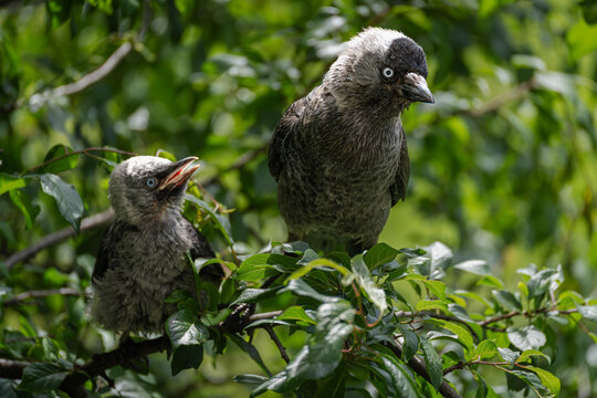 Adult western jackdaw with fledgling among green summer leaves