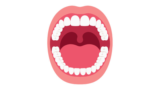 Open human mouth anatomy vector with teeth tongue and throat