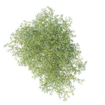 Chinese willow green tree top view isolated transparent background photo realistic 3d rendering PNG 16 bit with alpha channel