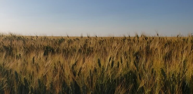 Golden wheat field swaying in the wind under a clear blue sky, agricultural landscape