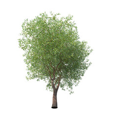 Obraz premium Chinese willow green tree isolated transparent background photo realistic 3d rendering PNG 16 bit with alpha channel