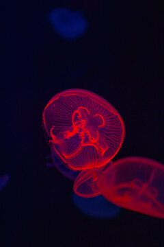 Red moon jellyfish. Aurelia aurita specimen. Glowing scarlet medusa. Crimson ocean creature. Luminous aquatic organism. Round translucent bell. Dark blue background. Deep marine environment. Ruby