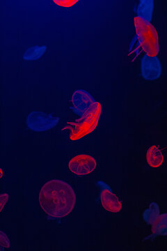 Red moon jellyfish. Aurelia aurita specimen. Glowing scarlet medusa. Crimson ocean creature. Luminous aquatic organism. Round translucent bell. Dark blue background. Deep marine environment. Ruby