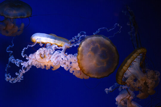Jellyfish. Pacific sea nettle. Chrysaora fuscescens specimen. Saucer shaped bell. Translucent marine organism. Golden rimmed umbrella. Reddish thin tentacles. Lacy white arms. Frilly oral appendages