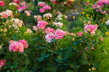 Obraz premium Bright pink rose clusters flourish in a garden, filling the landscape with color, texture, and seasonal beauty during summer.