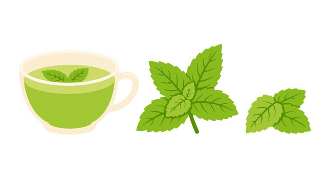 Peppermint tea cup with fresh mint leaves vector illustration