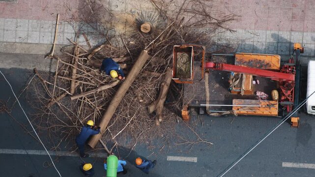 Aerial top view of municipal workers cutting a large felled tree with chainsaws on a city street, clearing branches and loading the logs onto a crane truck for removal and urban maintenance