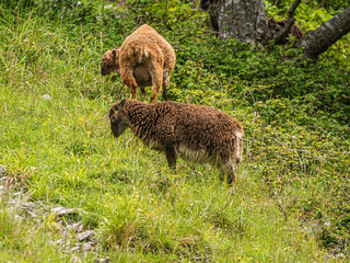 Obraz premium Soay Sheep Are Feral Inhabitants Of The Gorge