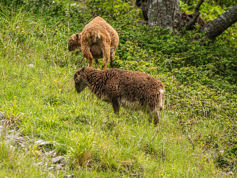  Soay Sheep Are Feral Inhabitants Of The Gorge