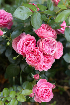 Close-up vertical shot of blooming pink rose with water drops on green leaves after rain in natural garden setting.