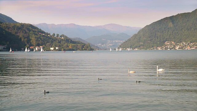 Static view of Lake Lugano at Porto Ceresio with swans, sailboats and alpine mountains on the Italy Switzerland border in sunny summer day