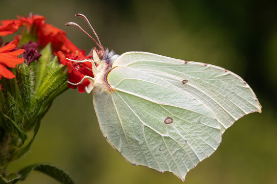 Closeup of a common brimstone (Gonepteryx rhamni) on Maltese-cross flower (Lychnis chalcedonica) 