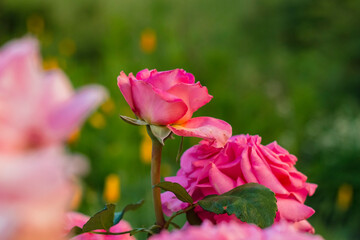 Obraz premium Vibrant pink roses flourishing on well-maintained bushes add visual appeal and seasonal beauty to a summer garden.