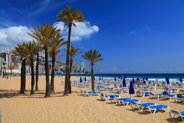 Palm trees and sunbeds on a sunny day on Levante Beach in Benidorm, Spain.