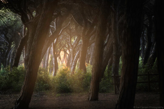 Sunset through the old pine forest