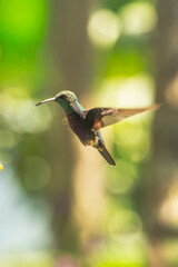 Fototapeta premium A small hummingbird hovering in flight against a bright natural green bokeh background outdoors