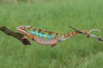 Colorful chameleon clinging to a branch in nature with chameleon wildlife clinging climbing © vaclav