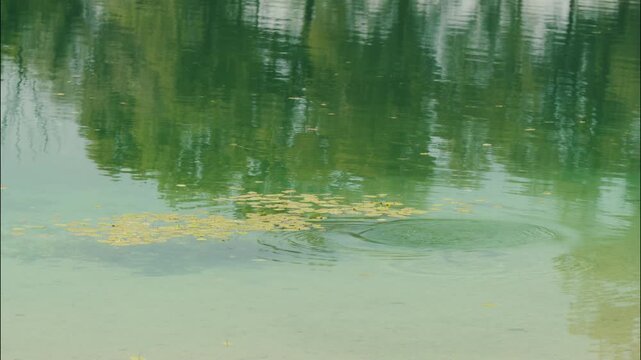Two ducks dive beneath the clear water of Jarun Lake with one duck resurfacing near water lilies in Zagreb Croatia.