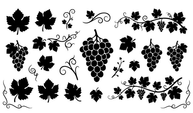 Vineyard Grape Bunches and Grapevine Branches Solid Silhouette Vector Icon Set Featuring Leaves Tendrils and Decorative Borders for Winery Product Packaging